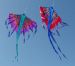 Pheonix